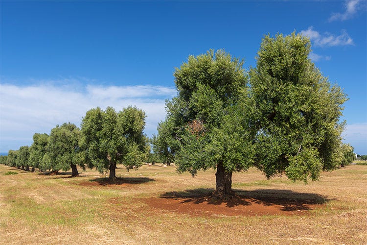 Gli ulivi, simbolo della Puglia - A spasso per l'Italia Puglia, storie e tipicità tra i Trulli