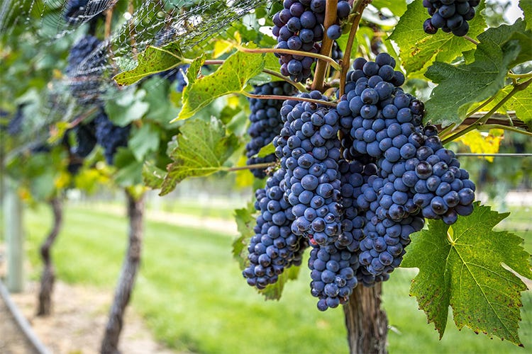 Il Pinot Nero Friuli Venezia Giulia sotto l’albero in cinque varianti