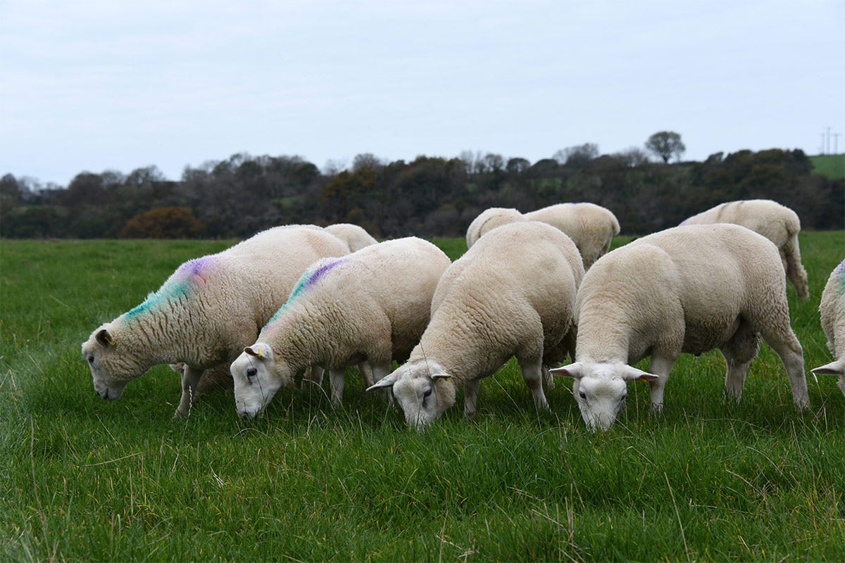 Gli agnelli allevati con diete a base di erba contenevano livelli più elevati di aminoacidi essenziali Agnello Gallese Igp, che carne! Al top con l’allevamento su erba