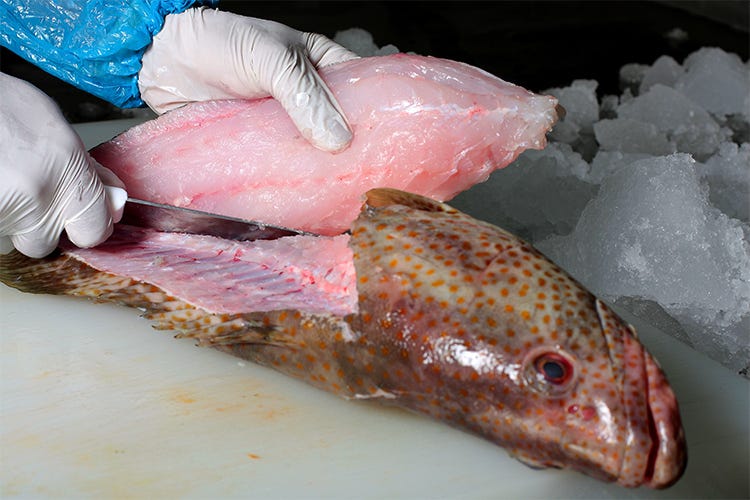 Mercurio nei pesci destinato a crescere  Un pericolo per la salute dell'uomo