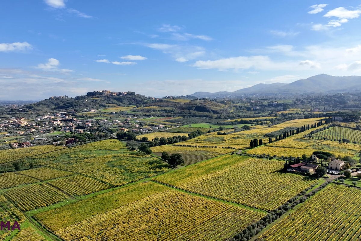 La superficie vitata regionale è di circa 25.500 ettari Lazio quando la diversità è la forza del vino