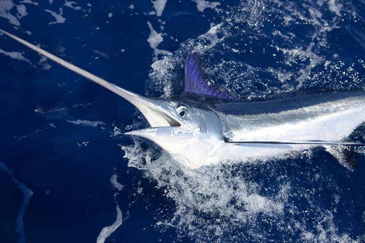Pesce spada, un massimale per la pesca Non si va oltre le 4.039 tonnellate
