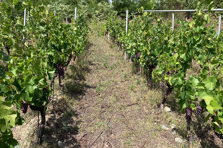 La varietà Pinot Grigio negli anni si è diffusa moltissimo in Italia dove ha trovato un habitat ideale - Pinot Grigio, tra i vini italiani più esportati al mondo