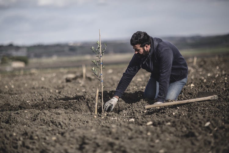 Planeta pianta 13mila alberi di olivo  Grande progetto per olio di qualità
