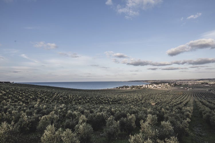 Planeta pianta 13mila alberi di olivo  Grande progetto per olio di qualità