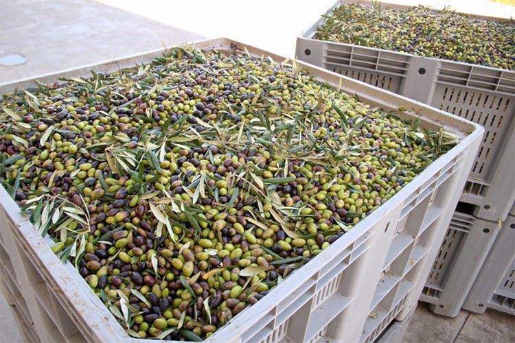 La raccolta dev'essere fatta da operatori professionali e competenti - Ecco quanto costa un litro d’olio evo a un olivicoltore serio