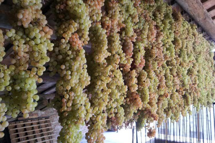 (Recioto di Gambellara Dolce gusto di frutta matura che conquista) (Recioto di Gambellara Dolce gusto di frutta matura che conquista)