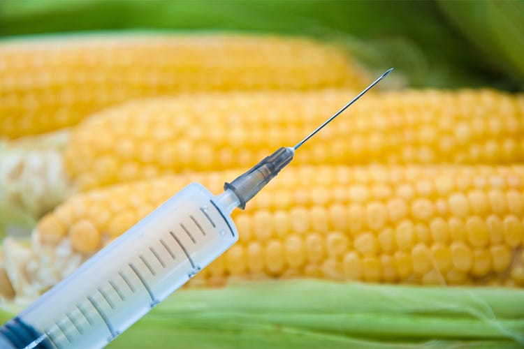 Risultati immagini per mais OGM...