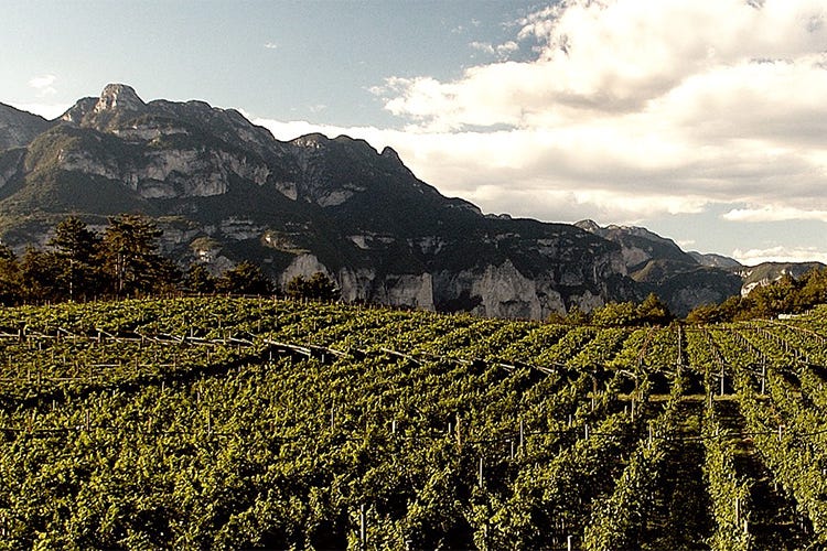 TrentoDoc, qualità e territorio nel vino Matteo Lunelli: «Ora più internazionalità»
