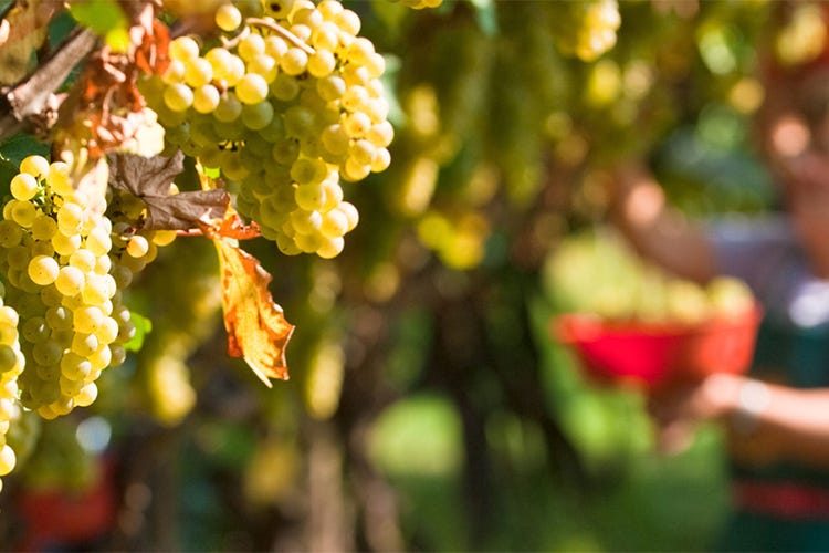 TrentoDoc, qualità e territorio nel vino Matteo Lunelli: «Ora più internazionalità»