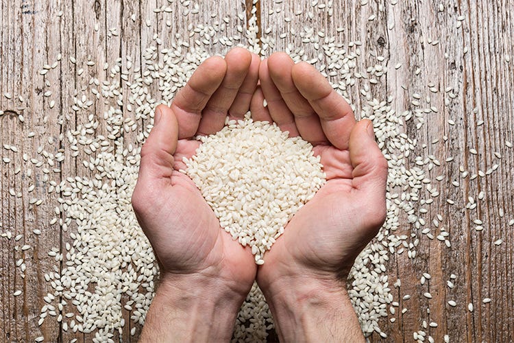 Un G7 del riso a difesa della filiera  «In Europa dobbiamo agire uniti»