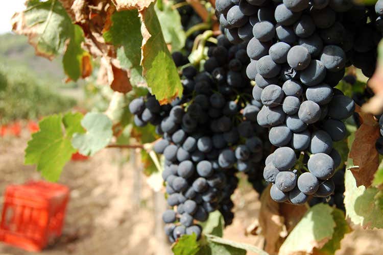 Una storia confusa, ma un gusto unico La geografia e i sentori dell'Aleatico