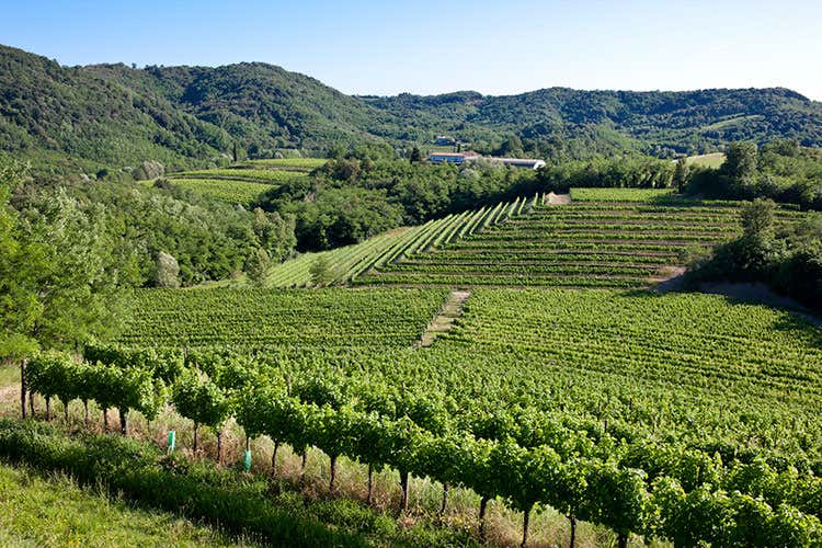 (Villa Parens Maison L'ultimo progetto della famiglia Puiatti) (Villa Parens Maison L'ultimo progetto della famiglia Puiatti)