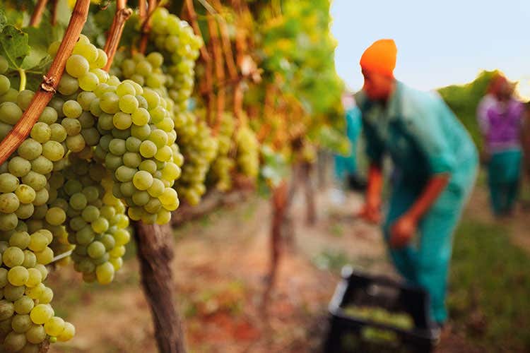 Vino, il clima piega la vendemmia ma il primato produttivo ancora all'Italia Vino, il clima piega la vendemmia ma il primato produttivo ancora all'Italia