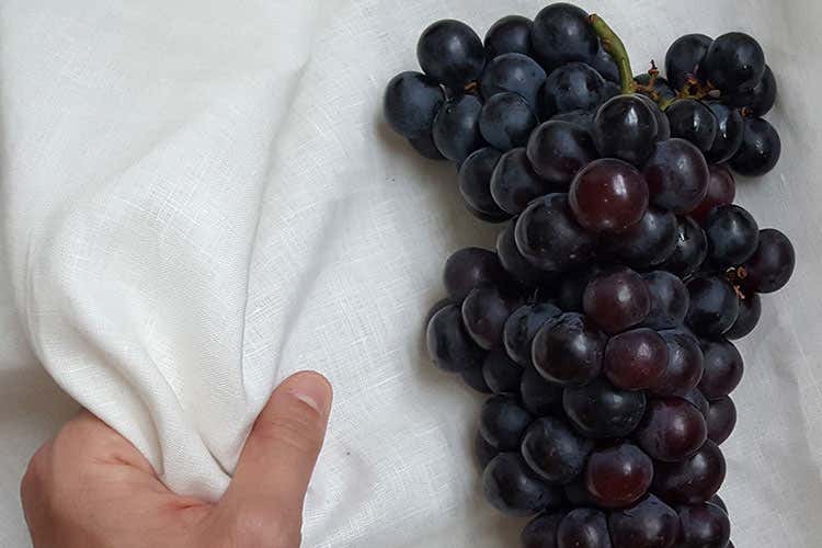 (Wineleather, fibra vegetale made in Italy trionfa al Global Change Award 2017) (Wineleather, fibra vegetale made in Italy trionfa al Global Change Award 2017)