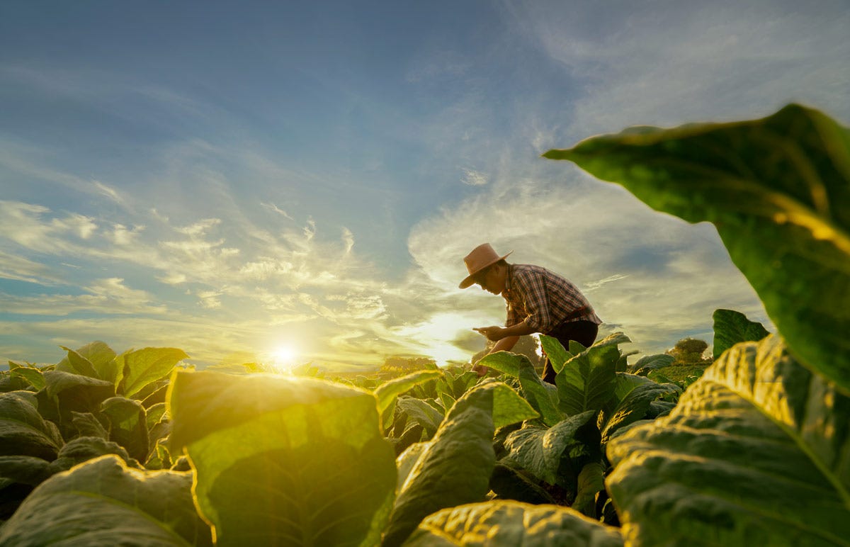 La conversione brusca verso l’economia sostenibile nasconde problemi sommersi Comparto agroalimentare: i rischi di un'economia troppo incentrata sull'ambiente