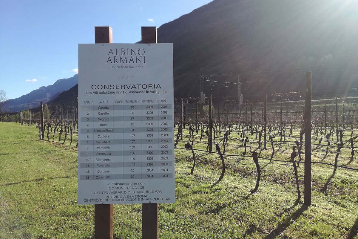 Conservatoria Albino Armani svela l’anima dell’autoctono Conservatoria Albino Armani svela l’anima dell’autoctono