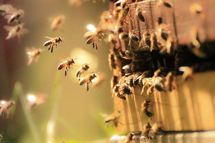 Crescono gli apicoltori italiani 
