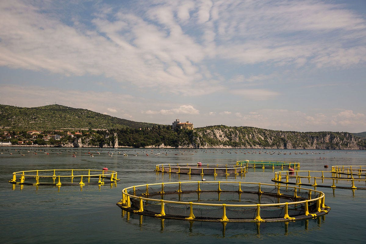 Allevamento di pesce in mare Pesce, meglio se Made in Italy Le riaperture spingono i produttori