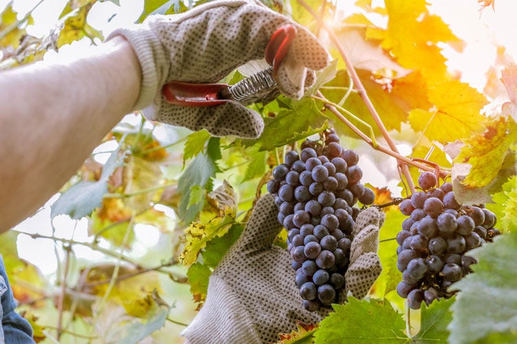 (Assoenologi stima un 2018 da record In arrivo 55,8 milioni di ettolitri di vino)