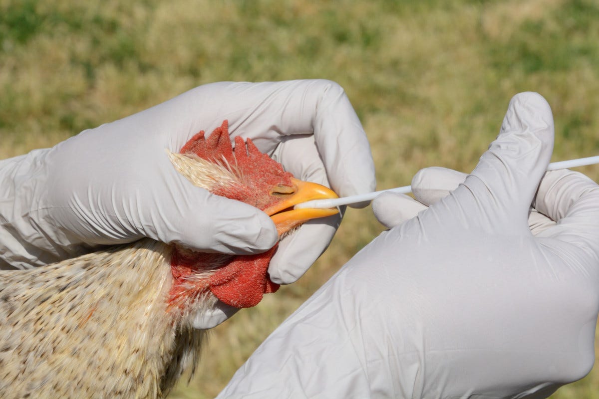 Maxi focolaio di aviaria nel Trevigiano Aviaria nel Trevigiano, da abbattere 49 mila galline ovaiole