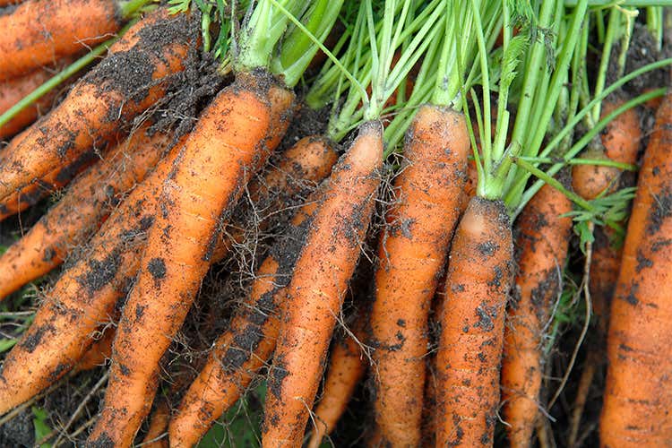 Boom del biologico in Italia 20% di campi coltivati nel 2016 Boom del biologico in Italia 20% di campi coltivati nel 2016