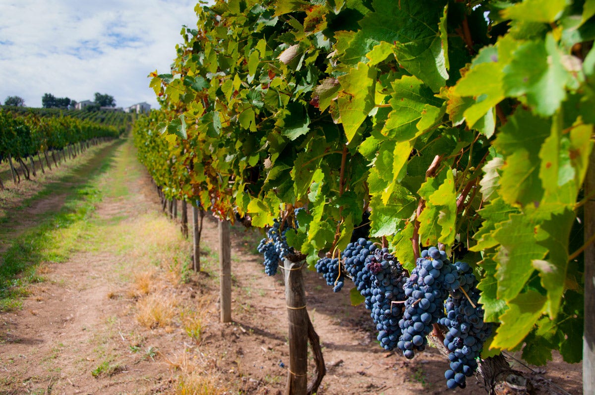 La superficie vitata in Campania è di circa 24mila ettari Campania: cresce il mondo del vino ma bisogna investire ancora
