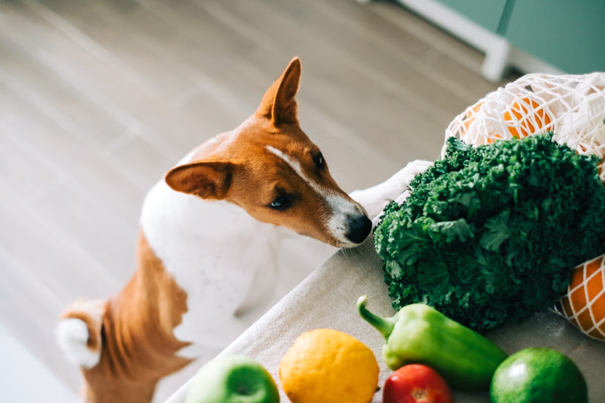 Estate e animali domestici: dieci consigli per la loro dieta