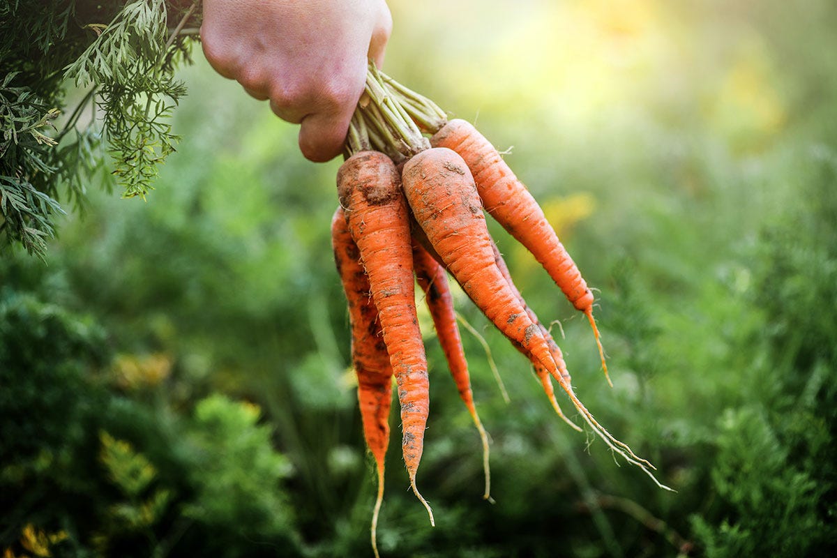 Le carote non sono tutte arancioni. Il rilancio delle varietà antiche 