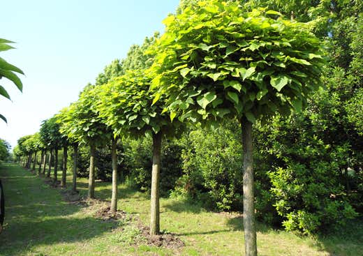 Catambra pianta antizanzare: prezzi - Ma Guarda