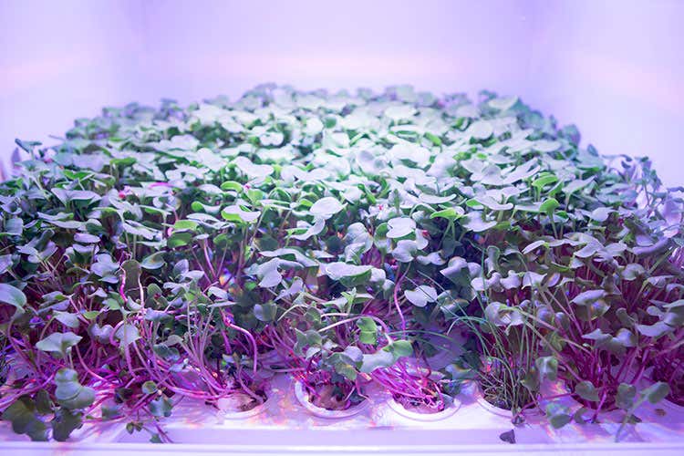 (Coltivare un orto in cucina La nuova frontiera di Tomato)