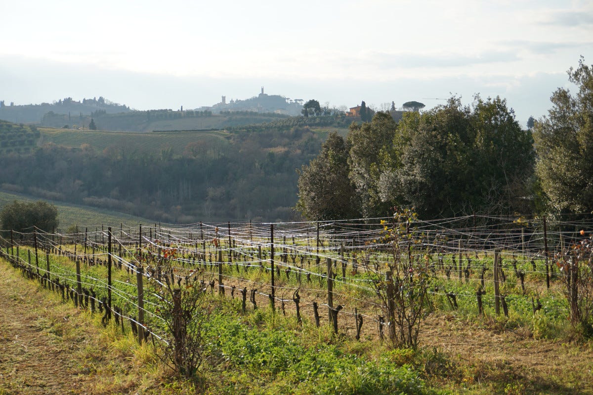 Le vigne di Cosimo Maria Masini con vista su San Miniato  Cosimo Maria Masini vini biodinamici con vista su San Miniato