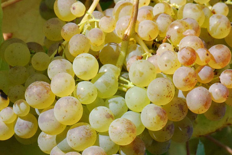 (Durella, vitigno veneto usato per vini fermi e spumanti)
