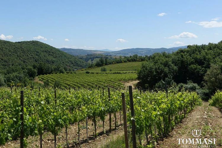 Ecosostenibilità in casa Tommasi In produzione quattro vini biologici