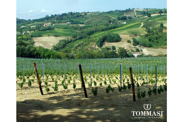 Ecosostenibilità in casa Tommasi In produzione quattro vini biologici