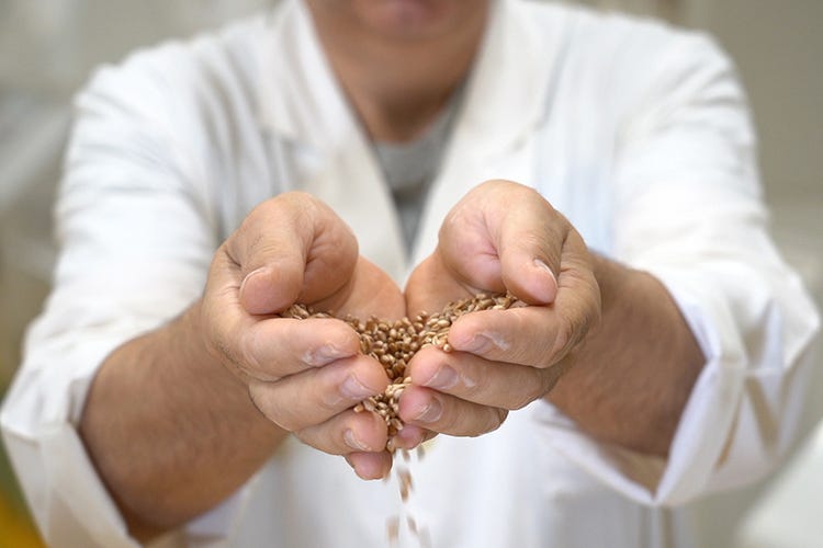 L’importanza dell’acqua Farine superiori da grano lavato