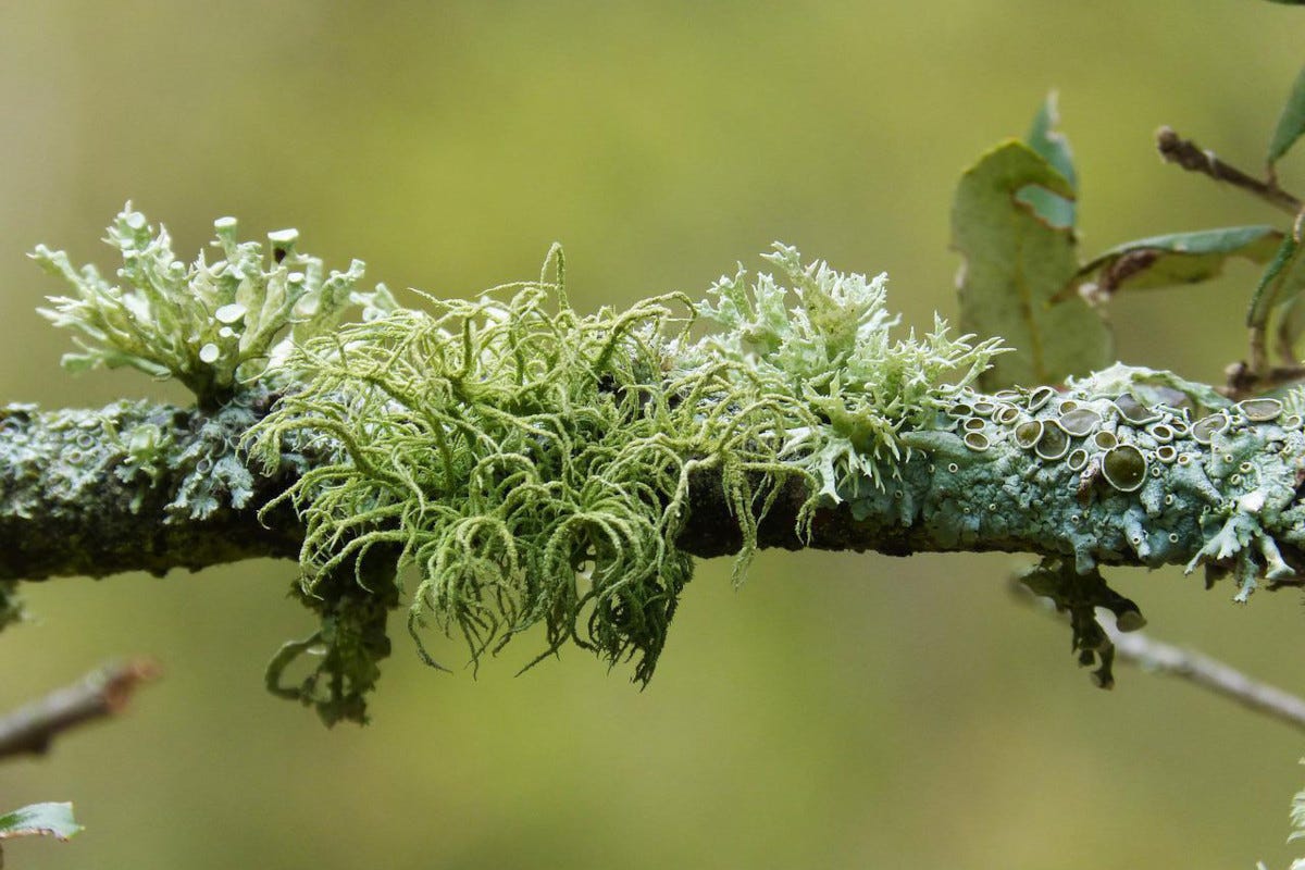 I licheni delle Alpi come farina per pani e dolci