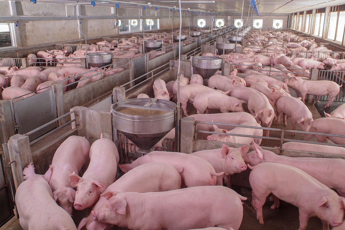 Un allevamento di maiali Maiali destinati alla Gdo maltrattati Nuova inchiesta in Gran Bretagna