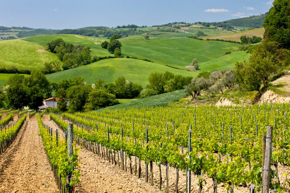 Alcuni vigneti vicino a Montepulciano (Si) Toscana il mondo del vino non resta mai fermo