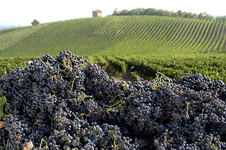 (Le divisioni nell’Oltrepò Pavese simbolo di un’agricoltura senza regia) (Le divisioni nell’Oltrepò Pavese simbolo di un’agricoltura senza regia)