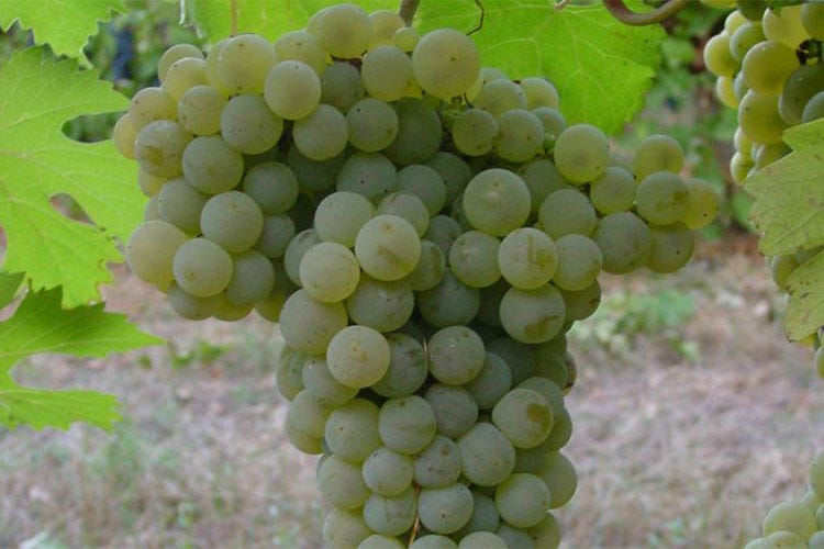 (Ortrugo, vitigno bianco tipico dell’Oltrepò Pavese)