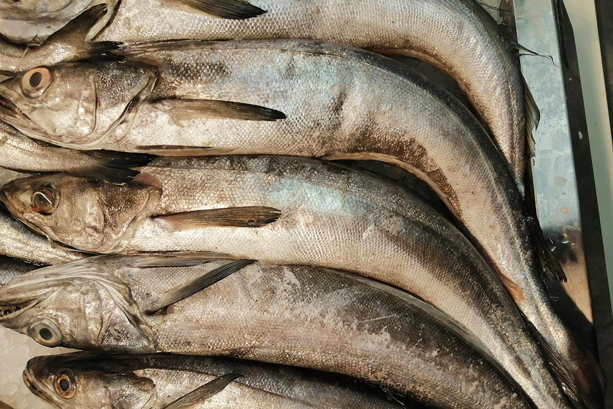 La stagionalità del mare offre diverse varietà di pescato Torna Pesce in Piazza: promuove la cultura del nostro pescato