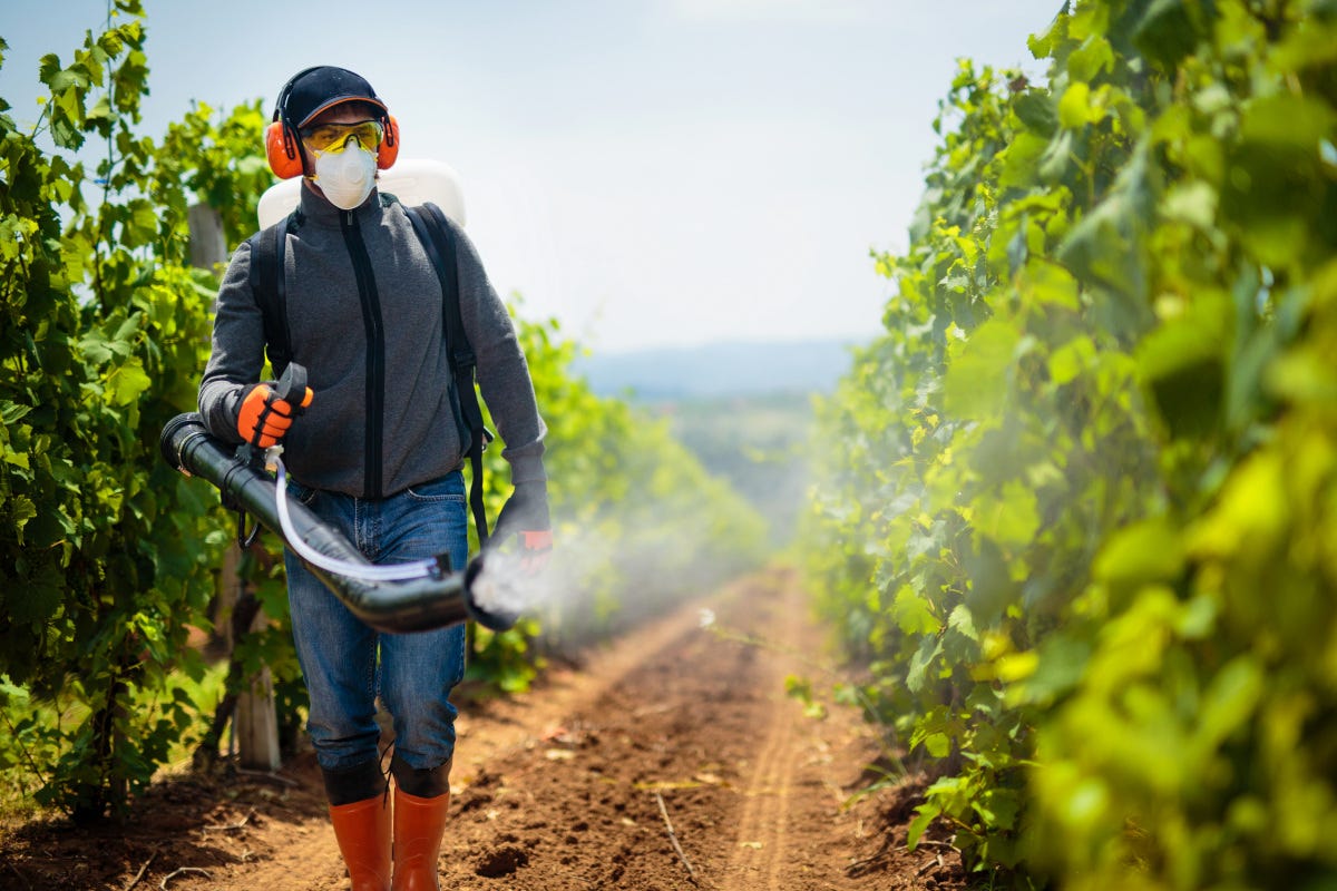 Deroga al pesticida vietato in Europa per salare i vigneti: è polemica in Veneto