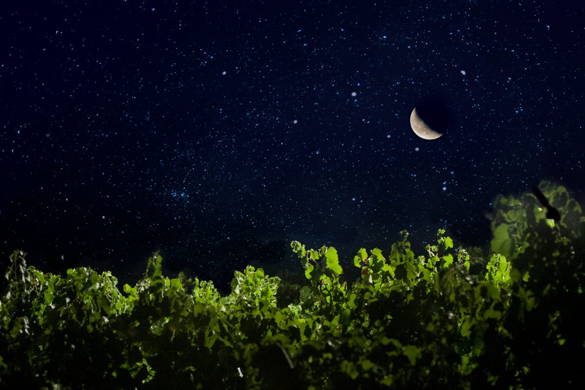 Stellata sopra il cielo della Cantina Donnafugata Notte di San Lorenzo, ecco le località più belle dove vedere le stelle cadenti