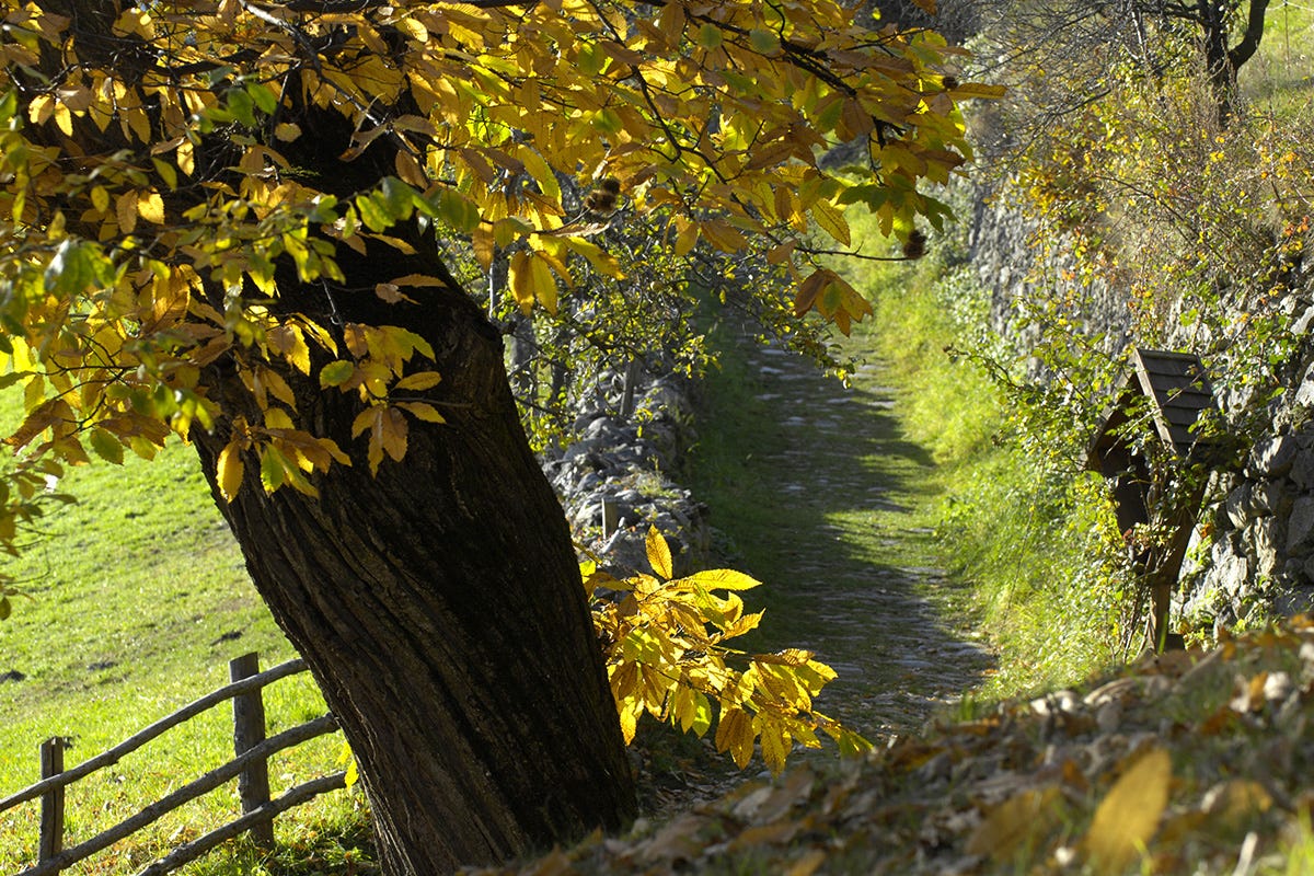 Il Sentiero del castagno - Foto Helmuth Rier Un autunno di festa a Chiusa, borgo incantato
