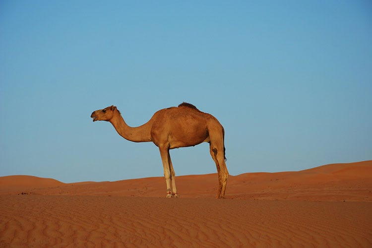 (In viaggio lungo la via dell'incenso Oman, tra deserto e tradizioni)
