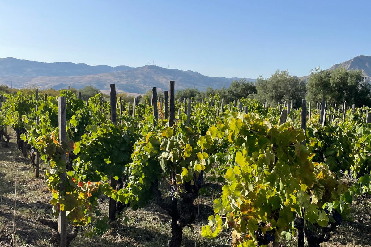  Etna Days, il Consorzio racconta l'unicità dei suoi vini e del suo territorio