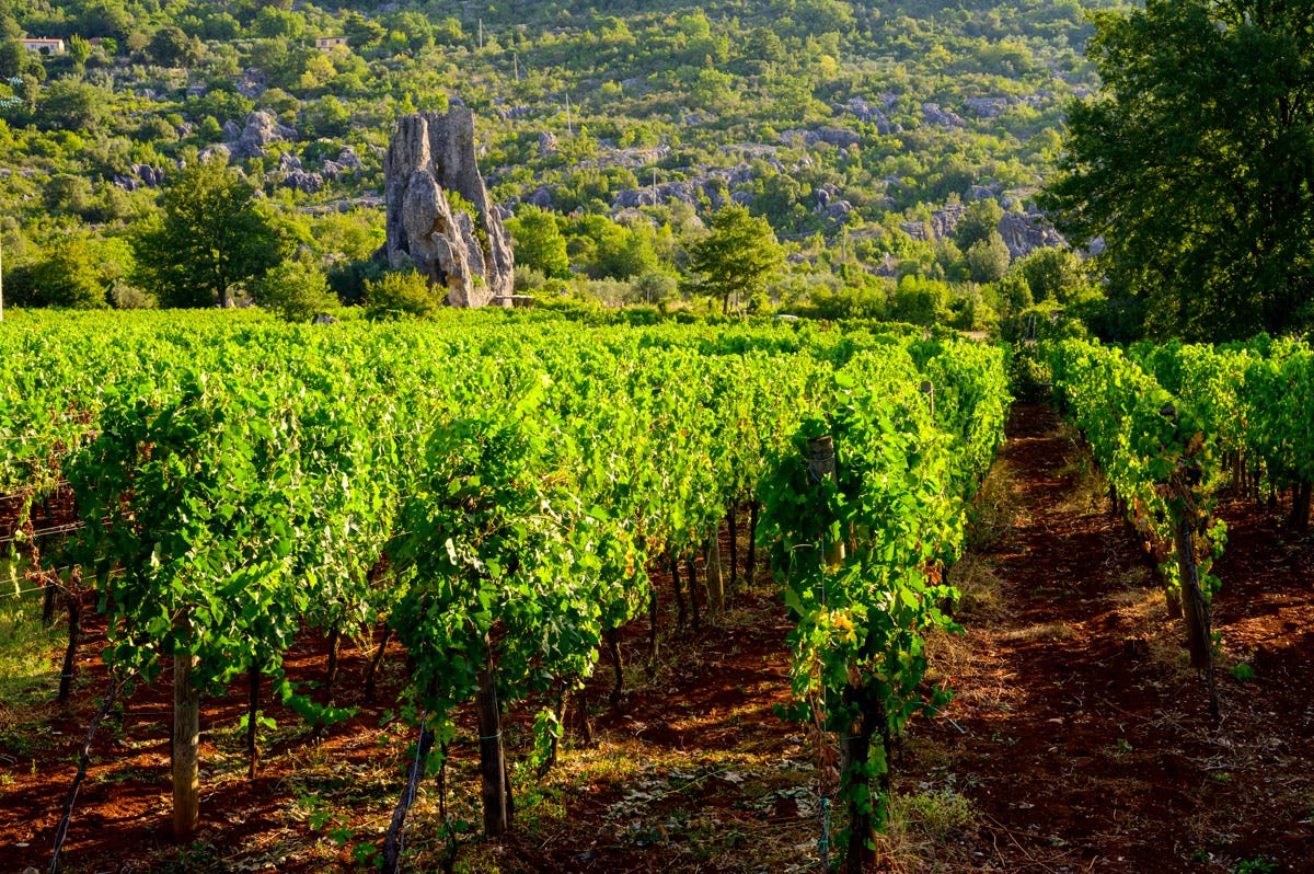 Sono tante le cantine delle cinque province che hanno raggiunto vertici qualitativi, sia con vitigni autoctoni sia internazionali Lazio quando la diversità è la forza del vino