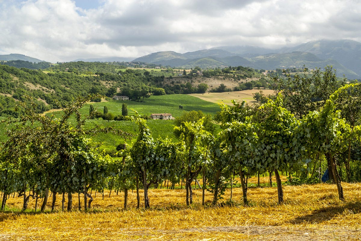 La provincia di Rieti vanta una sola denominazione: Colli della Sabina Doc Lazio quando la diversità è la forza del vino