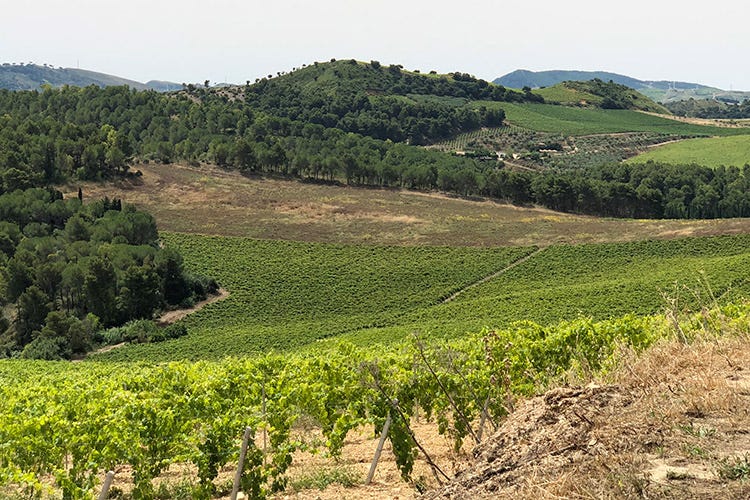 (I vini di Cantina Ermes Espressioni della biodiversità siciliana)